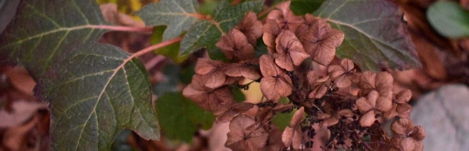 closeup of greenish maroon oakleaf hydrangea leaves with reddish brown dry flowers in fall