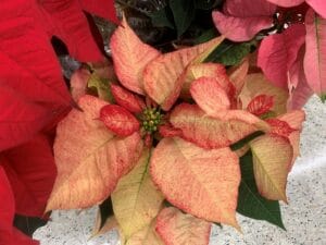 a poinsettia variety that looks air brushed with red paint spatterrs