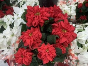 a red poinsettia variety wiht puckered leaves next to a white variety