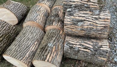 a stack of ashwood logns invested with EAB