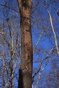 an ash tree wiht half of its outer bark removed due to emerald ash borer damage