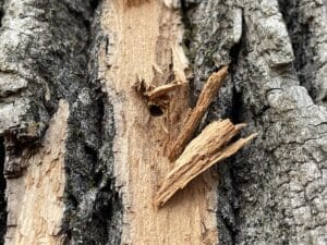 a closeup of ash tree-barked from emerald ash borer damage