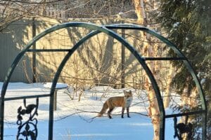 a red fox in snow below a trellis.
