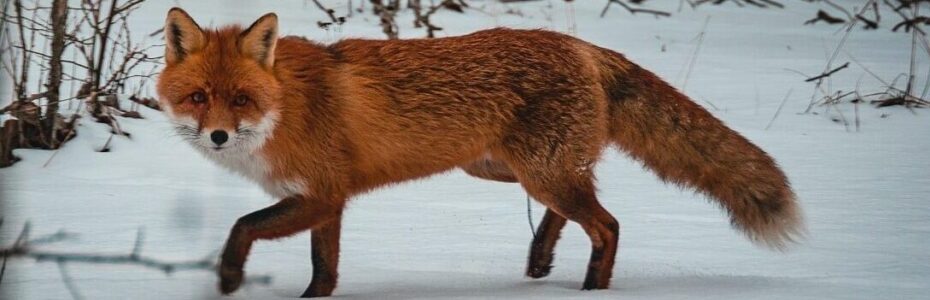 red fox walking in snow