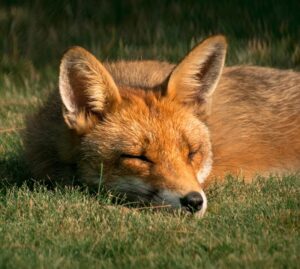 red fox sleeping in lawn