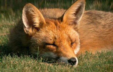 red fox sleeping in lawn