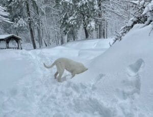 a white dog digging in snow with her head buried in the snow