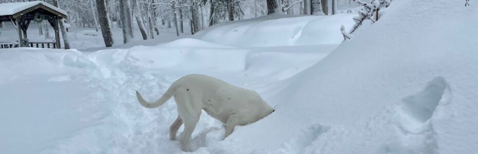 a white dog digging in snow with her head buried in the snow