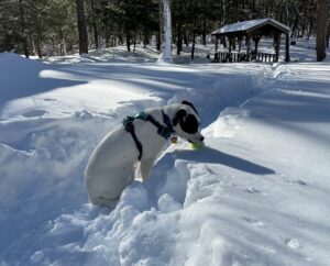 a black and white dog in a snowbank with a tennis ball in shadow