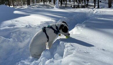 a black and white dog in a snowbank with a tennis ball in shadow