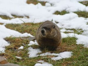 groundhog in a partially snowy yard