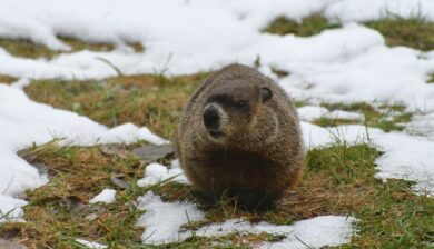 groundhog in a partially snowy yard