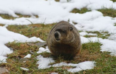 groundhog in a partially snowy yard