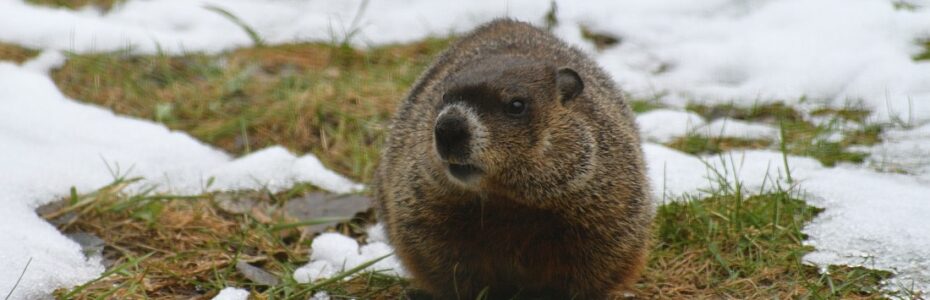 groundhog in a partially snowy yard