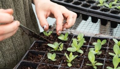 the hands of a woman working on a tray of seedlings