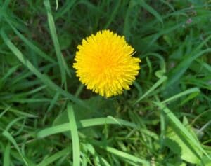 a single yellow dandelion in the lawn
