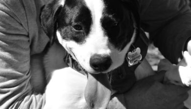 closeup of a black and white dog with a nametag Jolee
