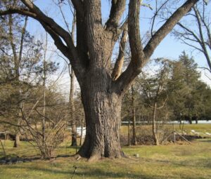 a leafless three-foot wide trunk of an old black walnut tree in late winter lawn