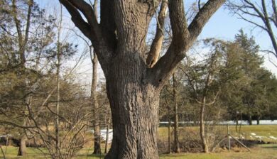 a leafless three foot wide trunk of an old black walnut tree ina late winter lawn
