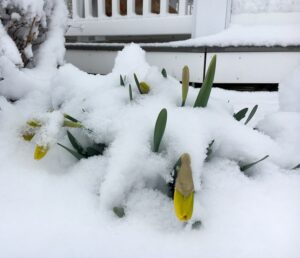 daffodills about to bloom covered wiht snow on Easter morning