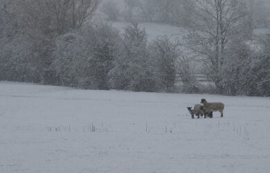 snowy farm field with lambs in a light snow