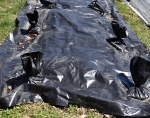 black plastic sheeting on top of grass to start a no-till garden