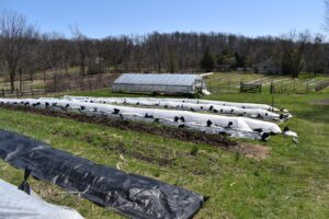 rows of flower fields with tarps prepped using the no-till gardening technique