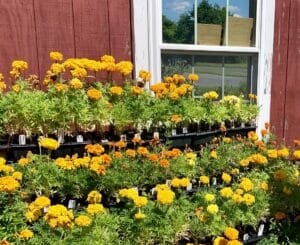 a three tier shelf of marigolds for sale in fornt of a red barn