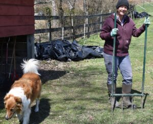 a collie dog next to a woman in a black wool cap and maroon sweatshirt on a broadfork.