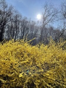 yellow forsythia in bloom with the early morning making it glow