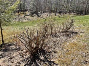 sticks of no-blooming forsythia improperly pruned