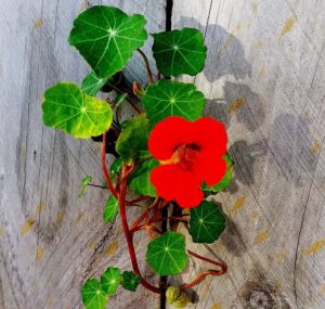 a single reddish orange nasturtium flower with foliage peeking throuhg wall boards.