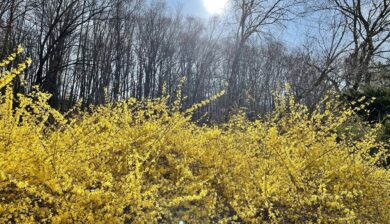 yellow forsythia in bloom with the ealry morning making it glow