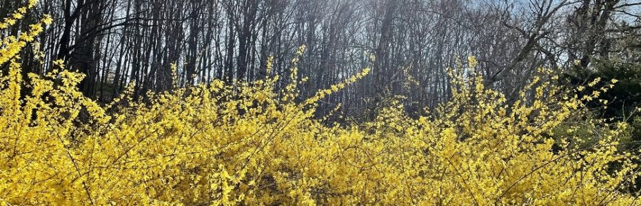 yellow forsythia in bloom with the ealry morning making it glow