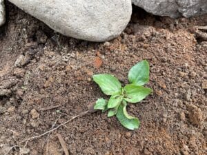 a baby plantain plant with flat broad leaves in dirt near a grey rock