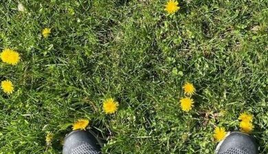 A selfie of black sneakers on a lawn filled with sunny yellow dandelions