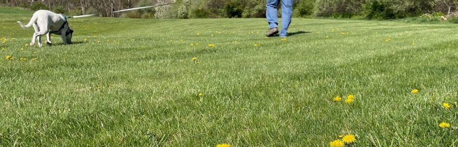 a man in a yellow jacket with a white dog on a lawn dotted with dandelions
