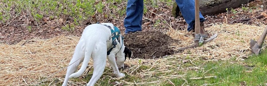 A man in blue jeans digging a hole with a white dog looking in the hole..