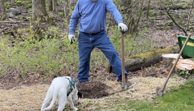 A man in blue jeans and blue shirt gardening with a black and white dog.