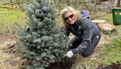 a blondewoman in sunglasses and grey sweatshirt planting a blue spruce.
