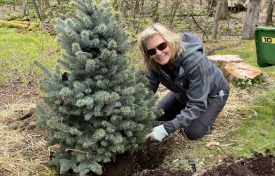 a blondewoman in sunglasses and grey sweatshirt planting a blue spruce.