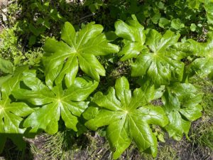 a cluster of shiny green mayapple leaves