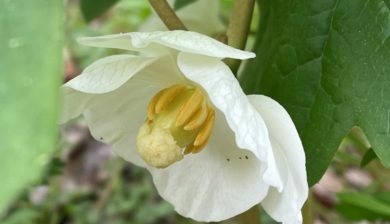 a closeup of a white mayapple flower with a pale yellow center