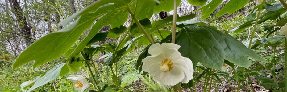 two white mayapple flowers with yellow centers under large green mayapple leaves