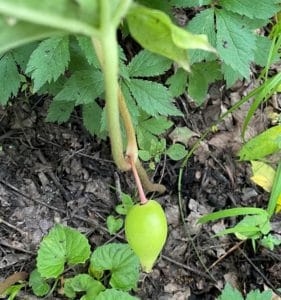 a tear dropped shaped yellow-green young fruit of a mayapple