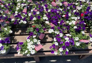 cluster of potted purple white and red petunias with American flags at a garden center for Memorial Day