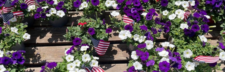 cluster of potted purple white and red petunias with American flags at a garden center for Memorial Day