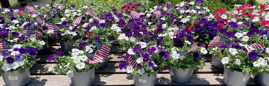 a cluster of potted purple white and red petunias with American flags at a garden center for Memorial Day