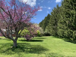 an old redbud with bright pink blooms beside a stand of Norway spruce