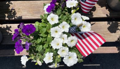 a birdseye view of purple and white petunias and American Flag for Memorial Day